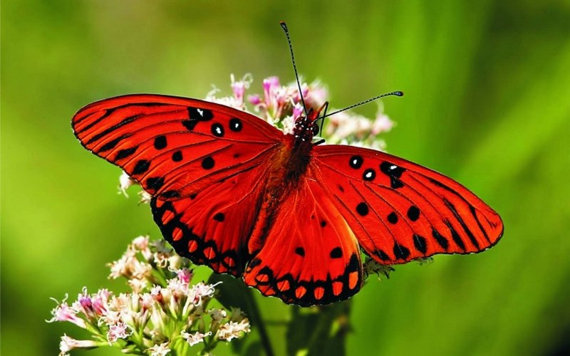 Ý nghĩa của giấc mơ thấy bươm bướm