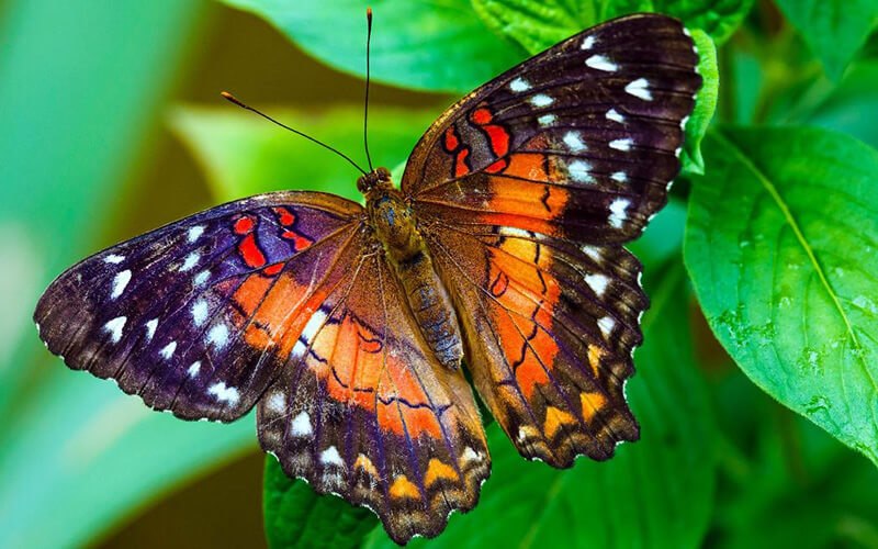 Những lời khuyên khi giải mã giấc mơ thấy bươm bướm